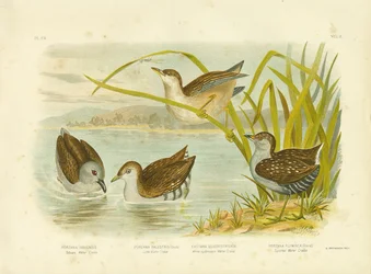 Tabuan Water Crake ou Sooty Crake, 1891